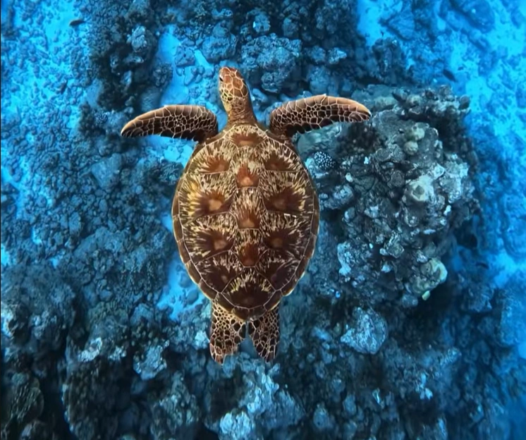 mirissa beach turtle
