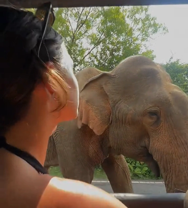 A close-up view of a traveler in a safari vehicle looking out at a wild elephant standing just a few feet away.