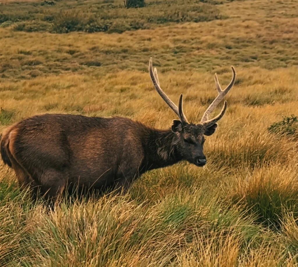 Horton Plains National Park